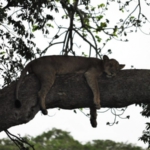 Queen Elizabeth National Park, Ishasha sector