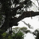 Queen Elizabeth National Park, Ishasha sector