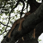 Queen Elizabeth National Park, Ishasha sector