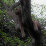 Queen Elizabeth National Park, Ishasha sector