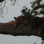 Queen Elizabeth National Park, Ishasha sector