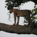 Queen Elizabeth National Park, Ishasha sector