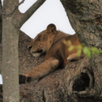 Queen Elizabeth National Park, Ishasha sector