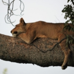 Queen Elizabeth National Park, Ishasha sector