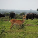 Queen Elizabeth National Park, Ishasha sector