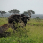 Queen Elizabeth National Park, Ishasha sector