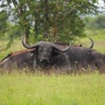 Queen Elizabeth National Park, Ishasha sector