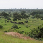 Queen Elizabeth National Park, Ishasha sector