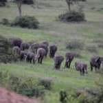 Queen Elizabeth National Park, Ishasha sector