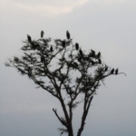 Queen Elizabeth National Park, Ishasha sector