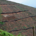 fields, Ishasha to Lake Bunyonyi