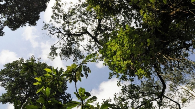 Gorilla trekking in Bwindi Impenetrable Forest