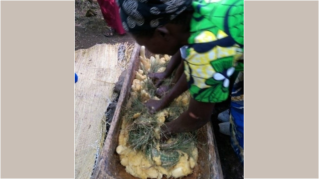 preparing urwagwa (banana beer), Redrocks Camp, Nyakinama near Musanze aka Ruhengeri, Rwanda