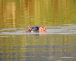 Liwonde National Park, Malawi