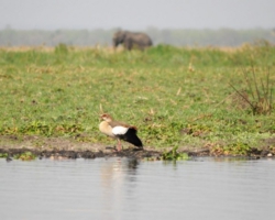 Liwonde National Park, Malawi