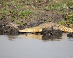 Liwonde National Park, Malawi