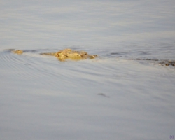 Liwonde National Park, Malawi