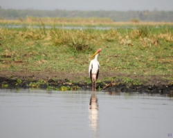 Liwonde National Park, Malawi