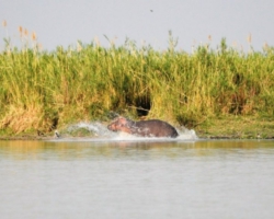 Liwonde National Park, Malawi
