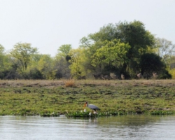Liwonde National Park, Malawi