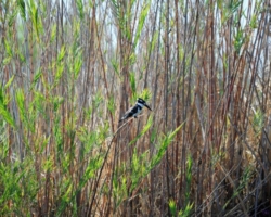 Liwonde National Park, Malawi