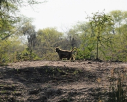 Liwonde National Park, Malawi