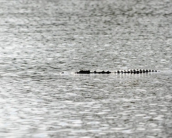 Liwonde National Park, Malawi