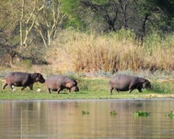Liwonde National Park, Malawi