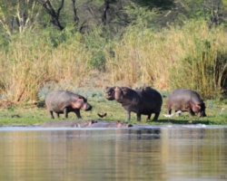 Liwonde National Park, Malawi