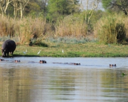 Liwonde National Park, Malawi
