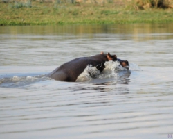 Liwonde National Park, Malawi