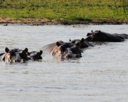 Liwonde National Park, Malawi