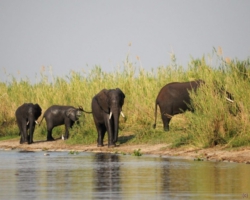 Liwonde National Park, Malawi