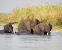 Liwonde National Park, Malawi