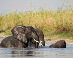 Liwonde National Park, Malawi