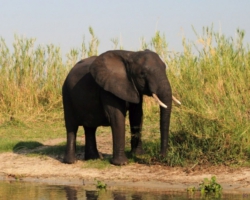 Liwonde National Park, Malawi