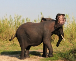 Liwonde National Park, Malawi