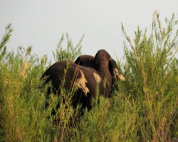 Liwonde National Park, Malawi