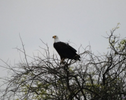 Liwonde National Park, Malawi