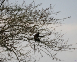 Liwonde National Park, Malawi