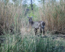 Liwonde National Park, Malawi