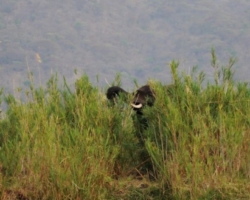 Liwonde National Park, Malawi