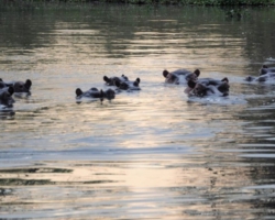 Liwonde National Park, Malawi