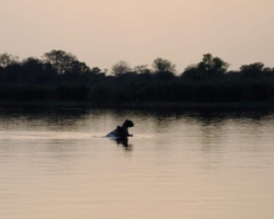 Liwonde National Park, Malawi