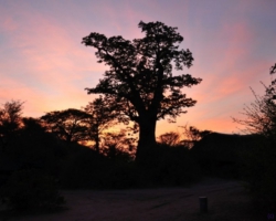 Safari Camp, Liwonde National Park, Malawi