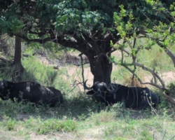 Safari Camp, Liwonde National Park, Malawi
