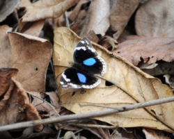 Malawi