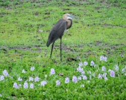 Maramba River Lodge, Livingstone
