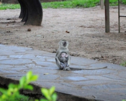 Maramba River Lodge, Livingstone