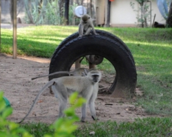Maramba River Lodge, Livingstone